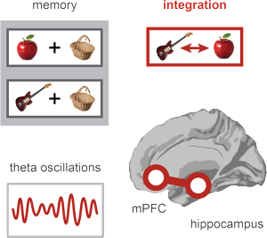 Theta oscillations from the hippocampus synchronize with the medial prefrontal cortex to link two separate memories.